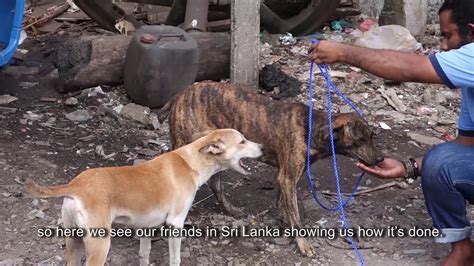 北京什麼時間抓狗：城市管理中動物捕捉時機的多元探討